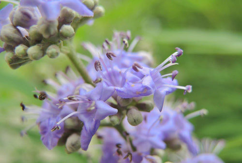 Chaste tree,flower