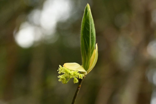 クロモジの木の花,特徴,黒文字,くろもじ,植物