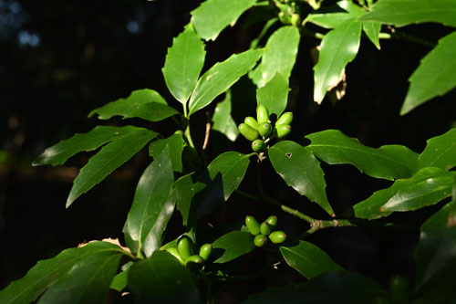 青木,アオキ,あおき,植物,Japanese Aucuba