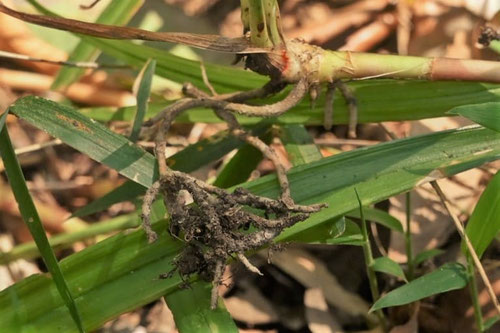 Chinese lucky grass