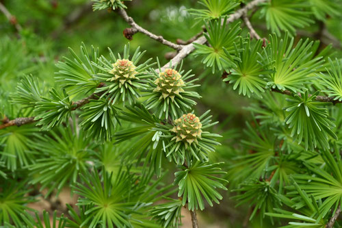 カラマツの雌花,からまつ