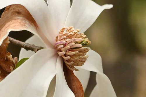 きたこぶし,樹木,キタコブシ