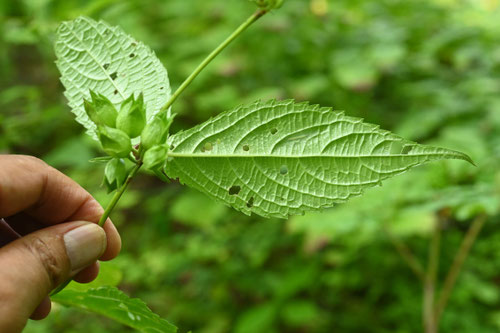 麝香草
