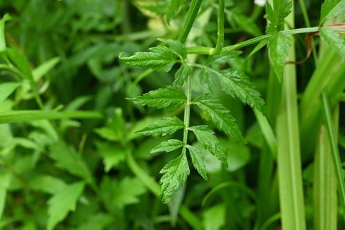 毒のある植物