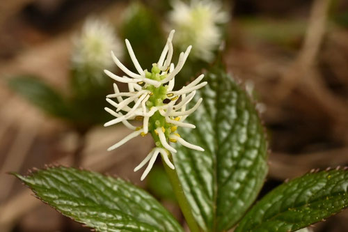 ヒトリシズカ,ひとりしずか,Chloranthus japonicus