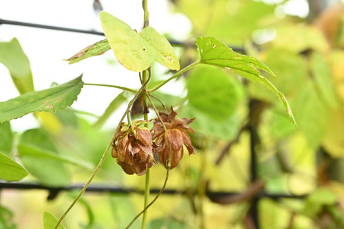 ほっぷ,植物