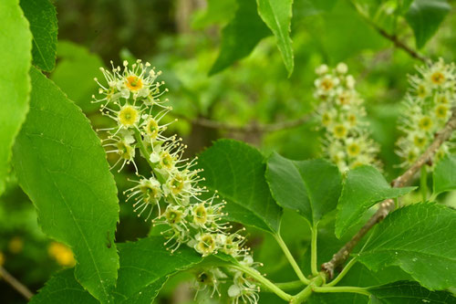 犬桜の花 画像