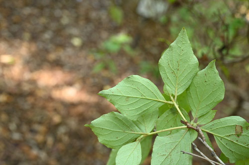 トウゴクミツバツツジの花,みつばつつじ,種類