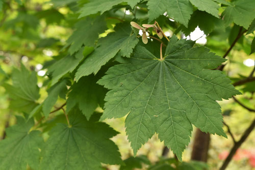 大きな葉っぱのモミジの木は何,はうちわかえで