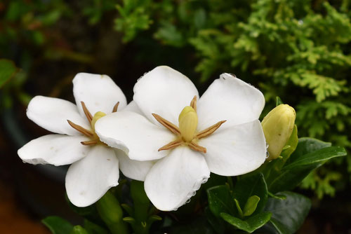 クチナシ,梔子の花,画像,くちなし