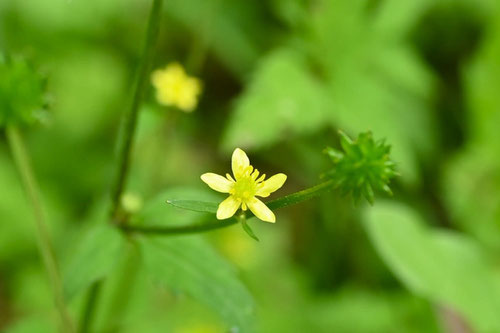 狐の牡丹,草花