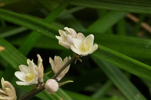 開花時期,オオバジャノヒゲ,おおばじゃのひげ
