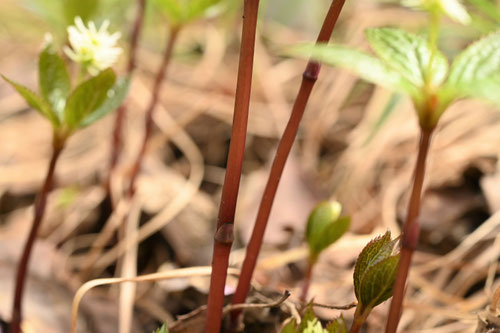 ヒトリシズカ,Chloranthus japonicus