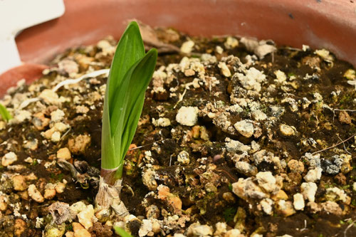 ぎょうじゃにんにく,植物