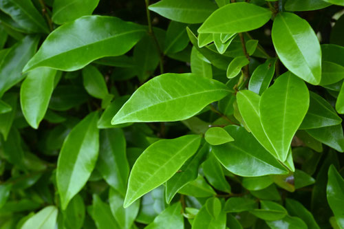 カラタネオガタマとは,どんな葉っぱか