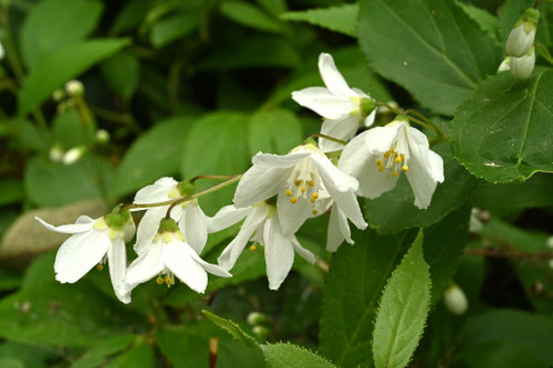 開花時期,ひめうつぎ,姫空木