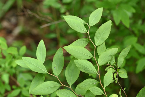 ユキヤナギ,Thunberg's meadowsweet