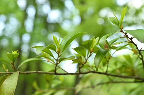 サカキの木,榊,樹木,さかき