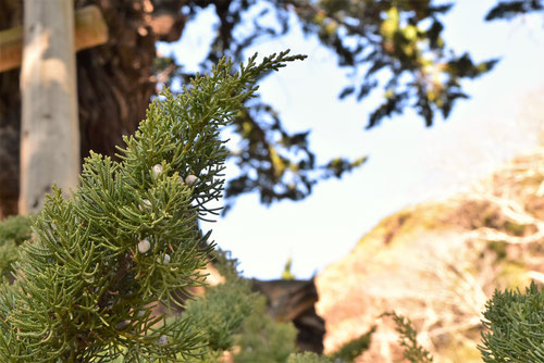 ビャクシンの木,びゃくしん,実