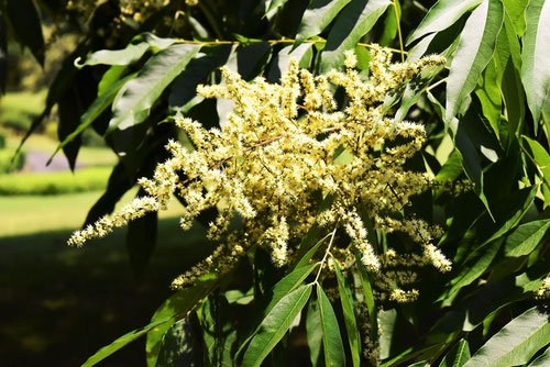 無患子の木の花,むくろじ