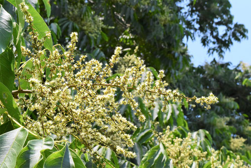 無患子の木の花,むくろじ