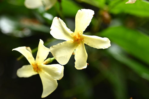 ていかかずら,植物,テイカカズラ