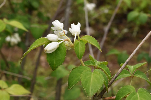 ゴメゴメの木,みつばうつぎ,植物