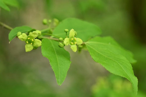 コマユミの木の雄花