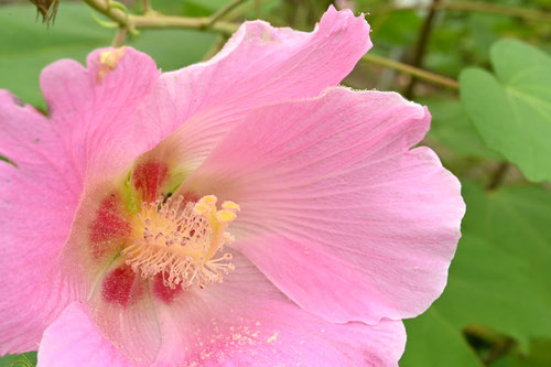 おしべ,めしべ,フヨウの花
