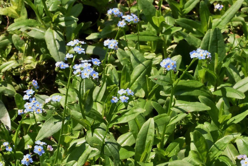 ワスレナグサ,植物