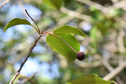 ソヨゴ,そよご,冬青,樹木