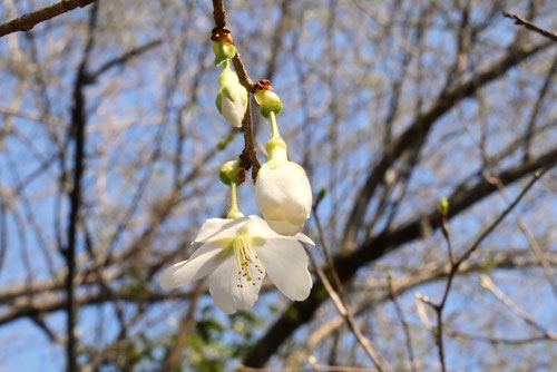 近畿豆桜,画像