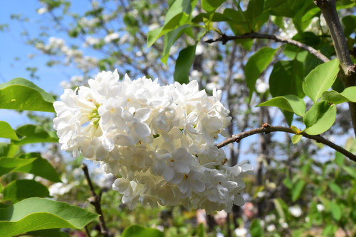 花の色,種類,らいらっく