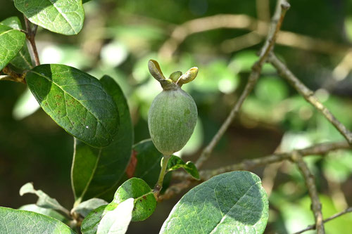 feijoa,fruits