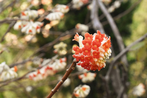 赤花ミツマタ,種類,みつまたの木