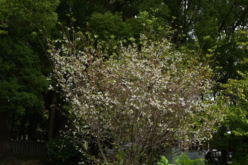 ジュウガツザクラ,十月桜,じゅうがつざくら