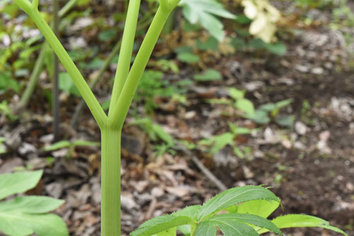 アシタボの茎葉