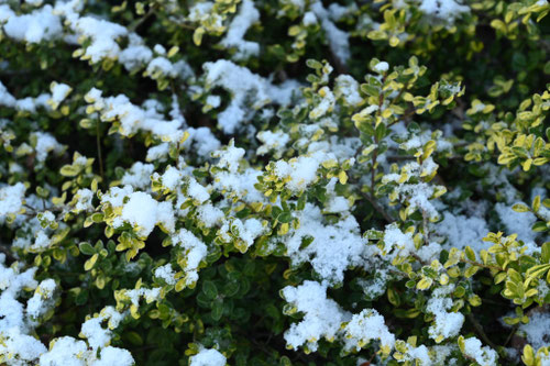 プリペットの木,ぷりべっと