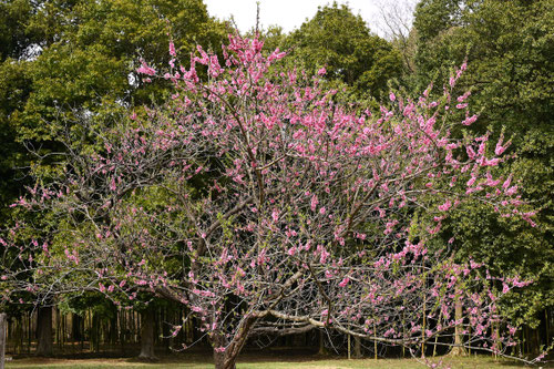 peach tree