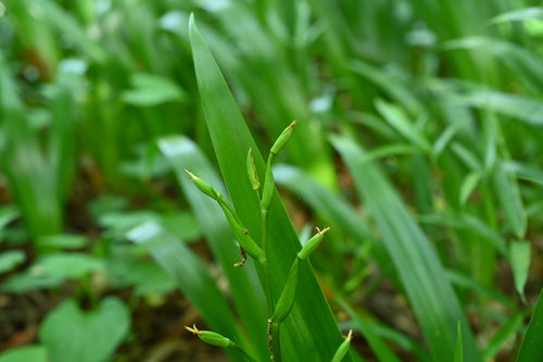 しゃが,植物,果実