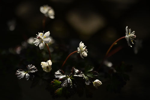 バイカオウレンの花,ばいかおうれん