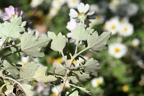 Noji-giku（Japanese wild chrysanthemum