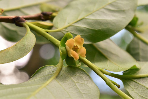 マメガキの花,まめがき,豆柿,画像