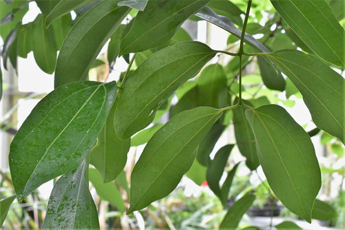 cinnamon leaf