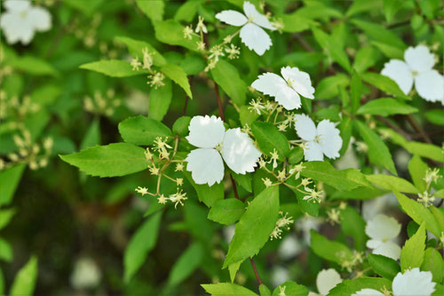 Flowering trees in August in May in Japan