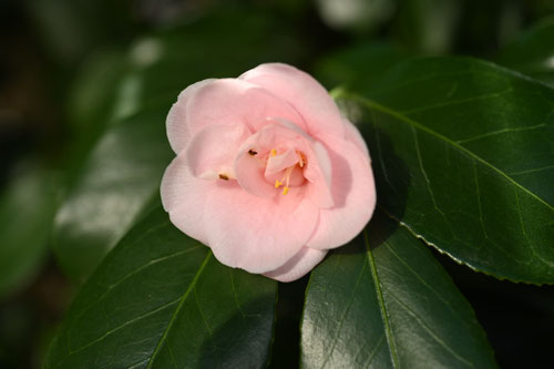 ピンク色の花が咲くツバキの木