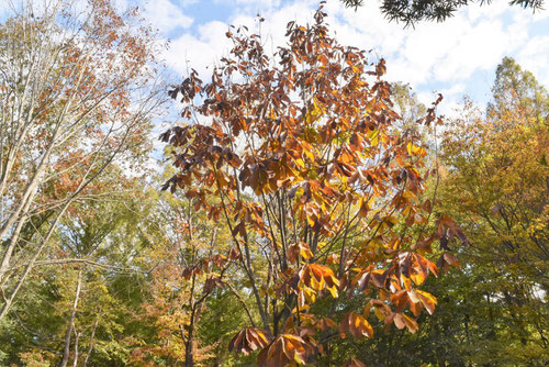 朴 紅葉