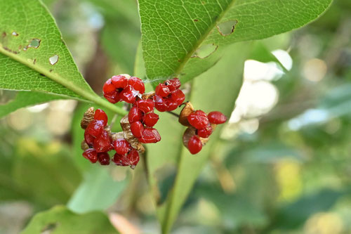 こやすのき,植物,コヤスノキ