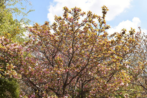 イモセザクラ,妹背桜