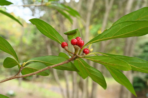 赤い実のなる木の名前,春,夏,秋,冬,食べられる